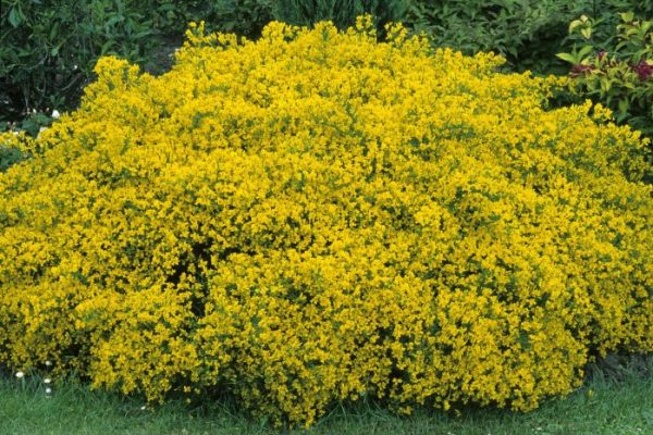 Tall green plant with yellow flowers