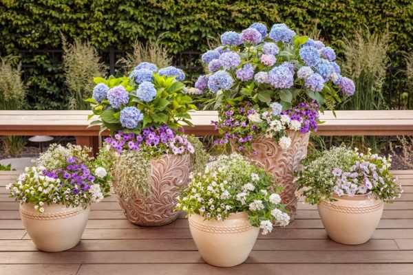 Hydrangea plant care potted