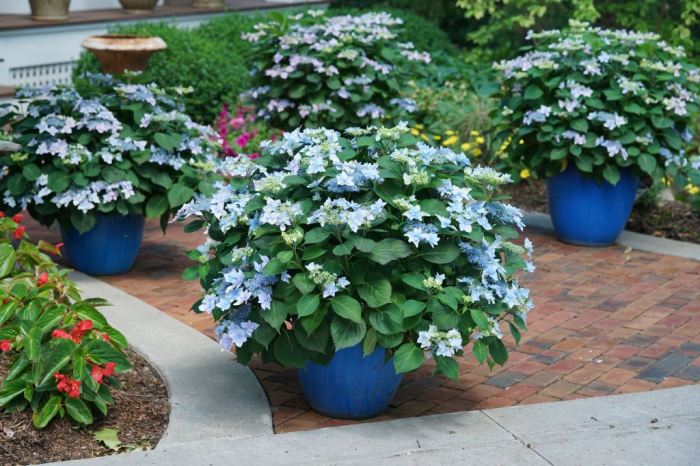 Hydrangea plant care potted