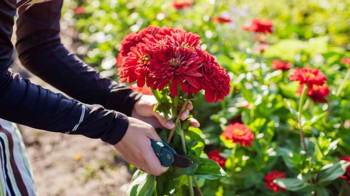 Best cutting flowers to plant